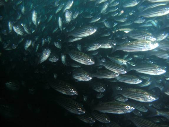 Incrível cardume de salemas em mergulho na Isla Isabel, em Galápagos. Chegava a escurecer o mar!